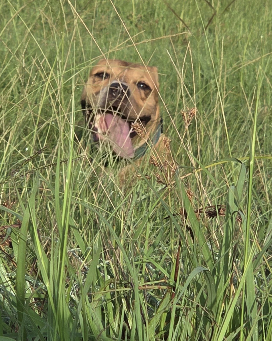 Tater the boxer mix. Grass, Plant, Dog, Puppy, Field, Grassland