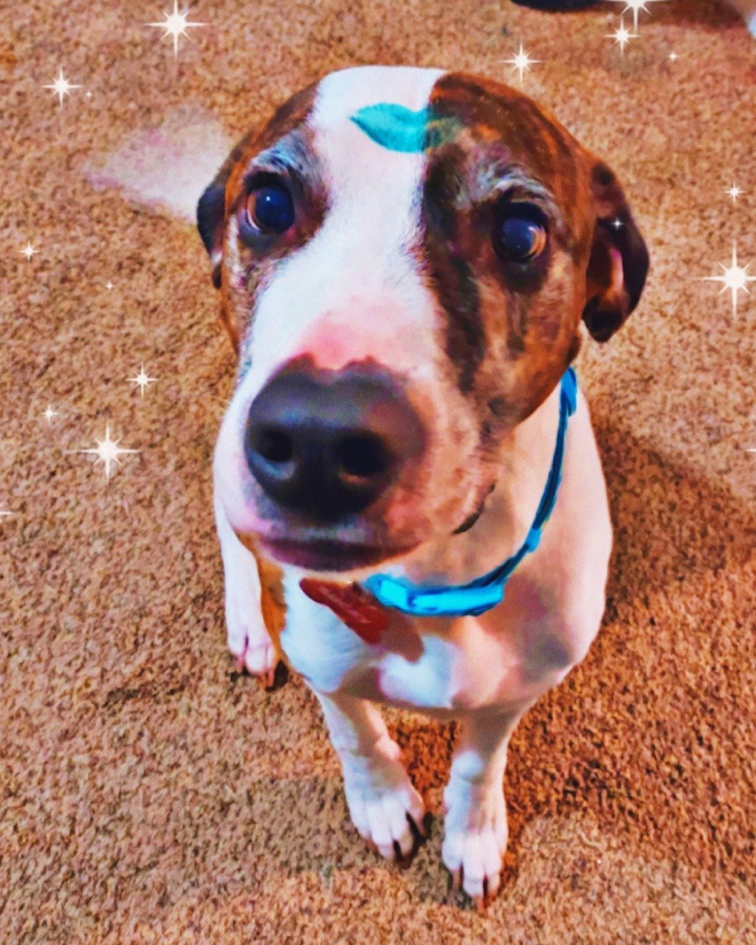 Bucky the Hound/Boxer. Dog, Hound, Puppy