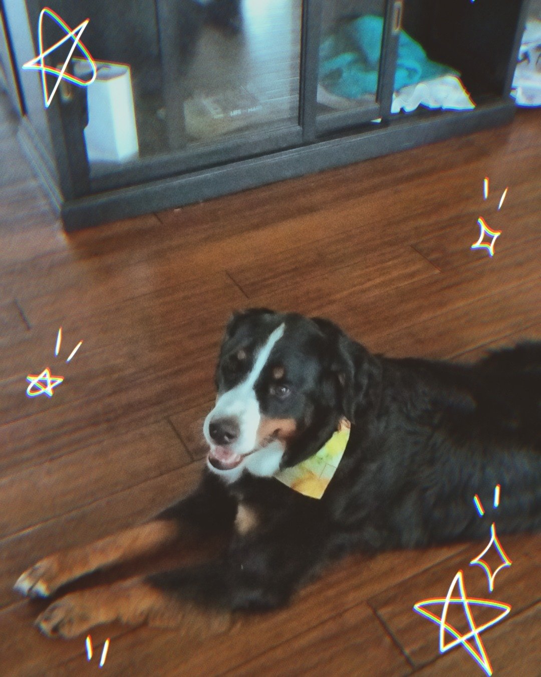 Diva the Bernese mountain Dog. Wood, Dog, Puppy, Floor, Flooring, Hardwood