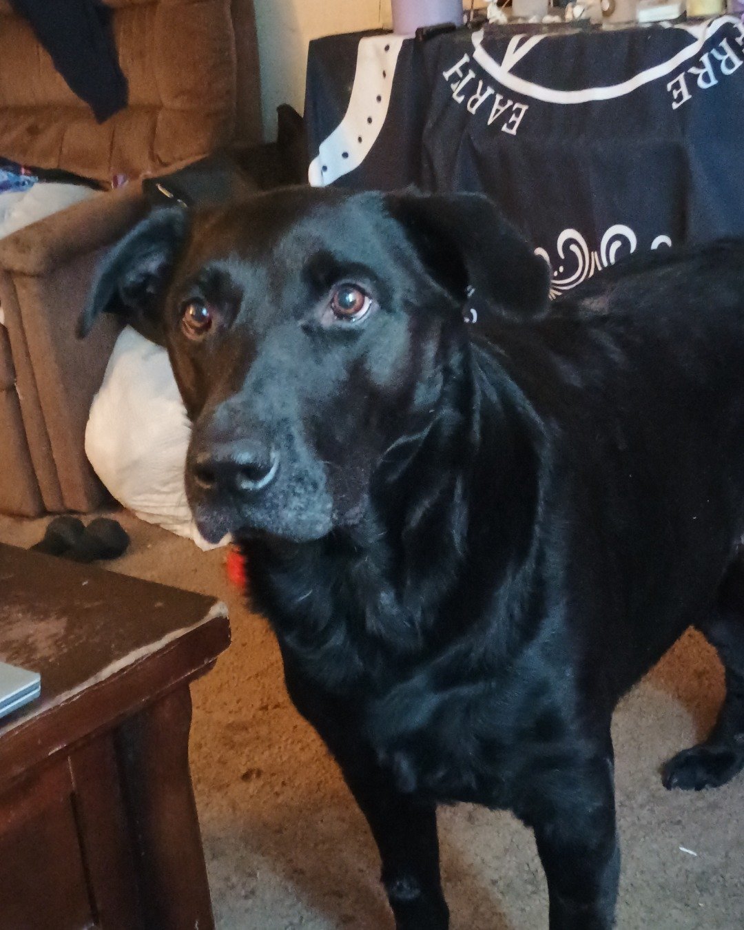 Titan the black Lab German Shepherd mix. Dog, Labrador Retriever