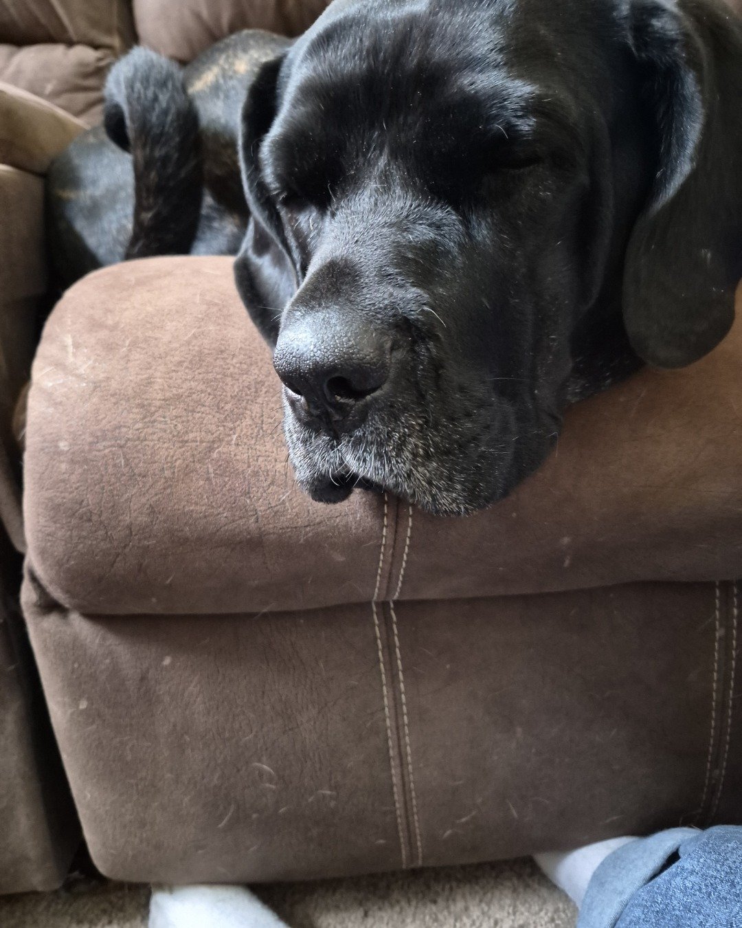 Penny💜🤎 the English mastiff mixed with cane corso. Dog, Furniture
