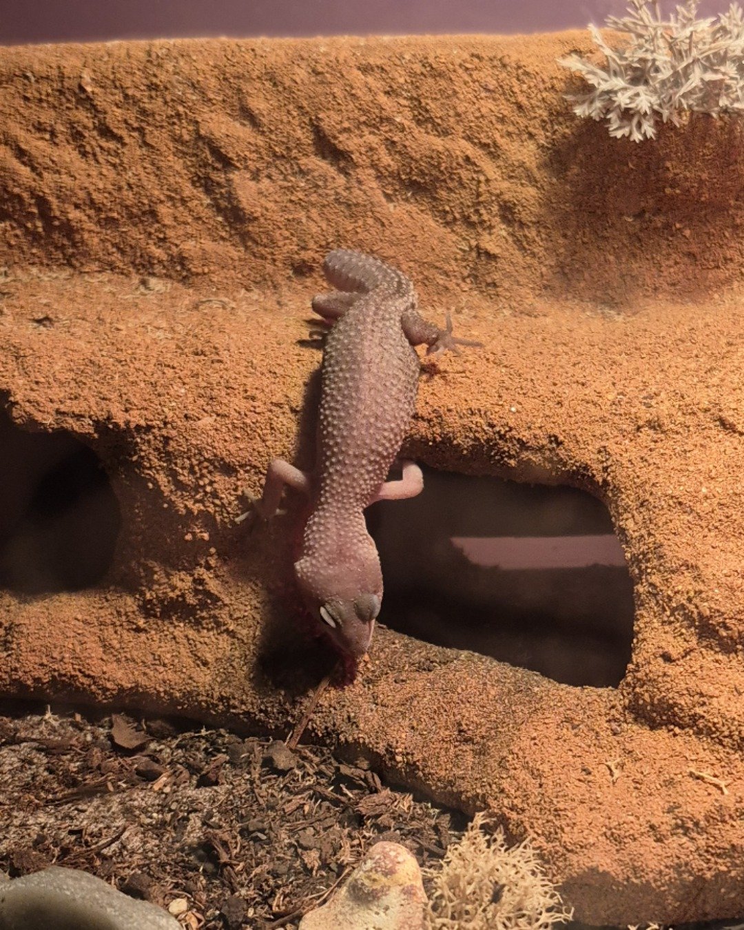 crystal the blizzard lepord gecko. Gecko, Lizard, Reptile