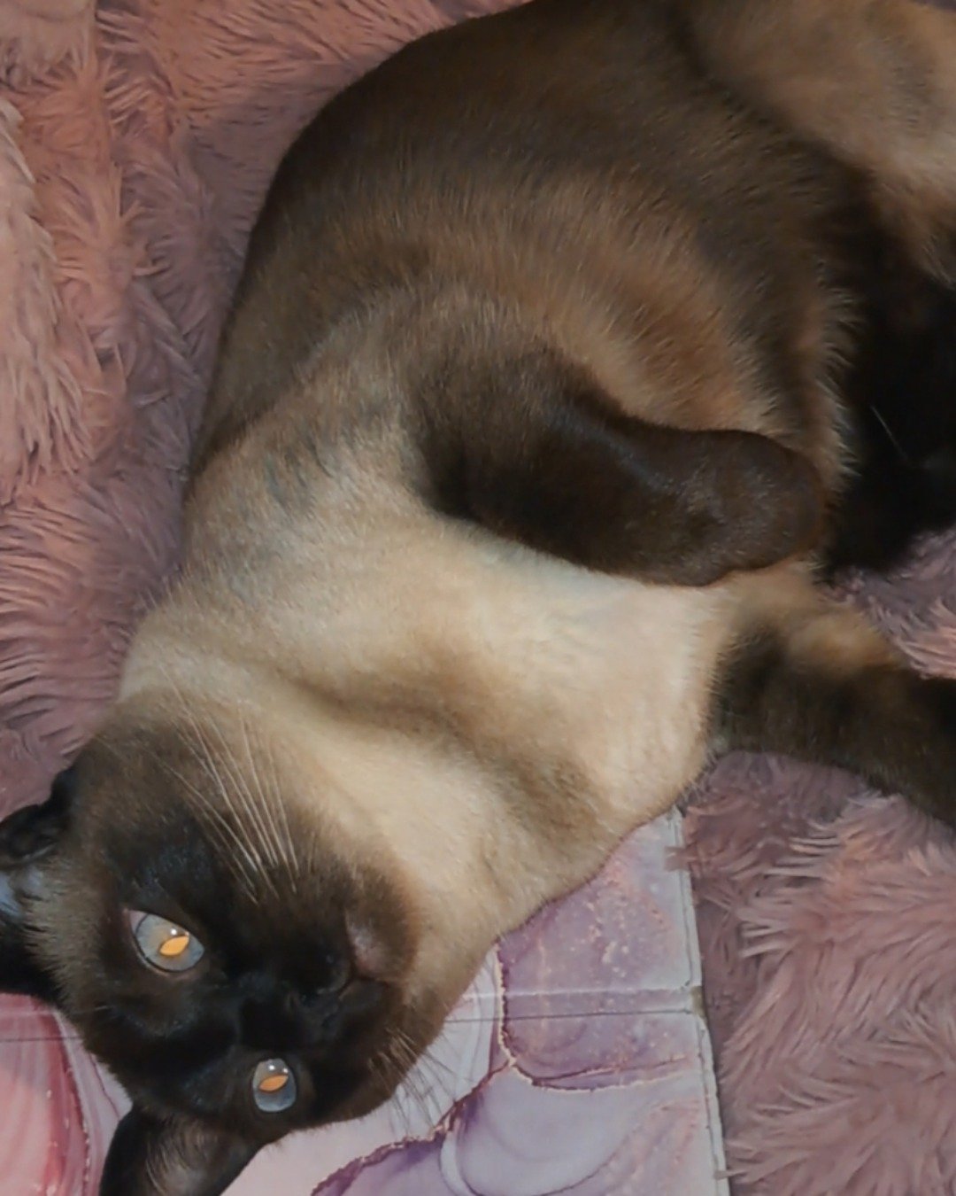Luna🌙💫 (twin of Stella) the Siamese. Cat, Siamese