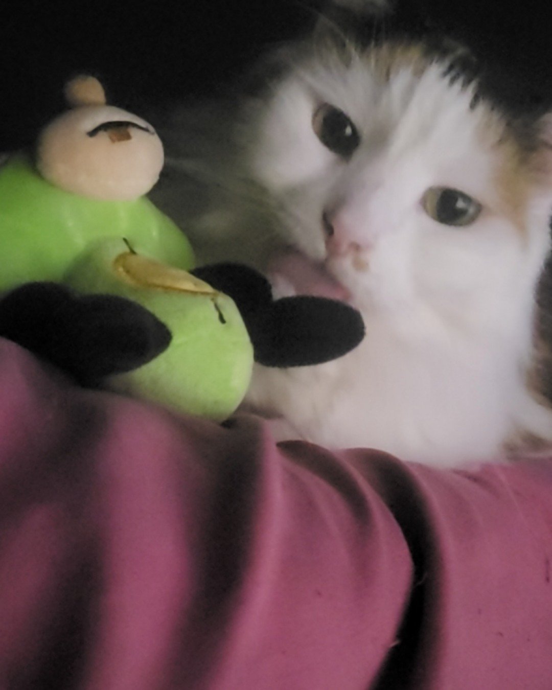 daisy. Cat, Kitten, Angora