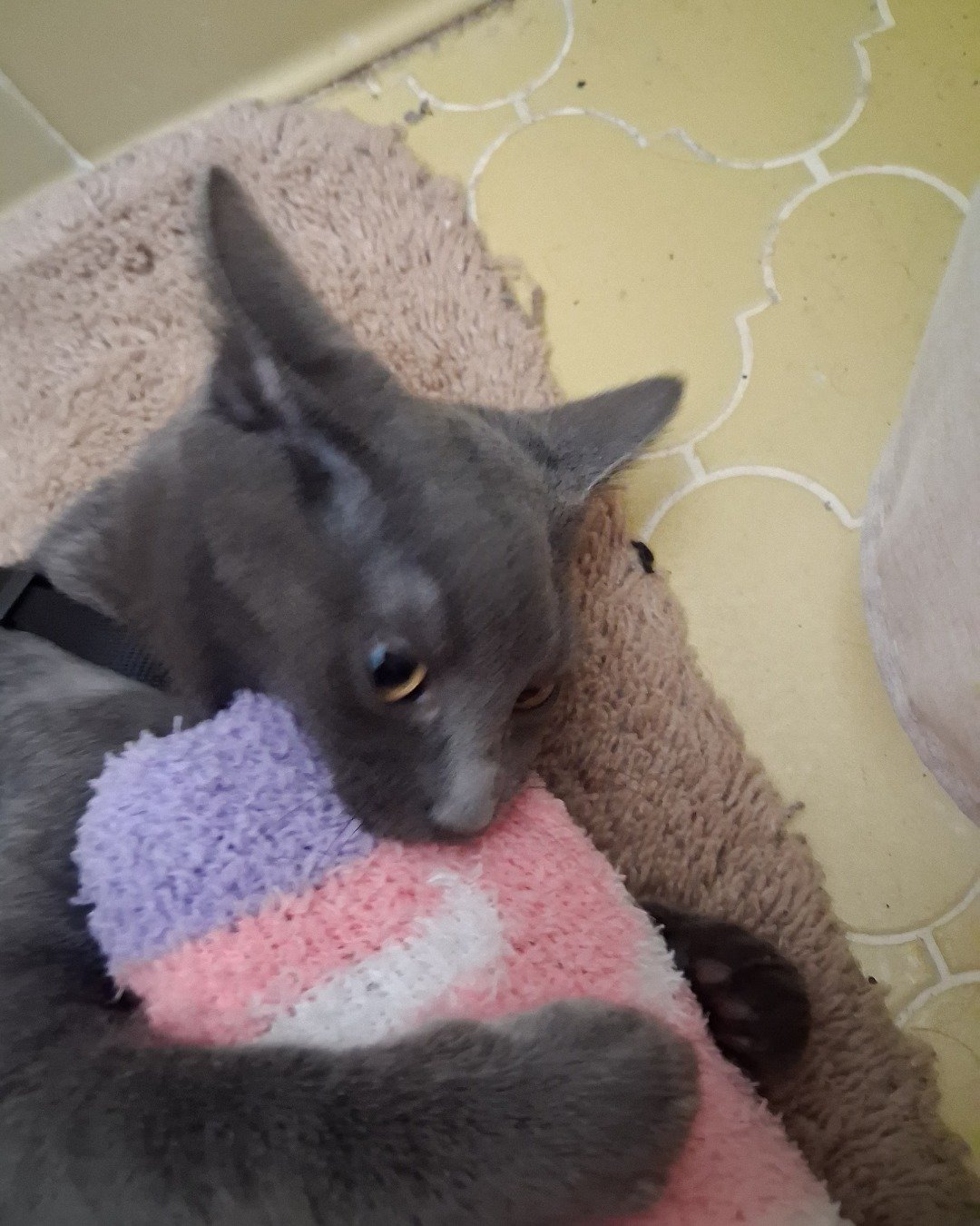 Biscuits the Russian blue. Dog, Puppy, Home Decor, Cat, Kitten