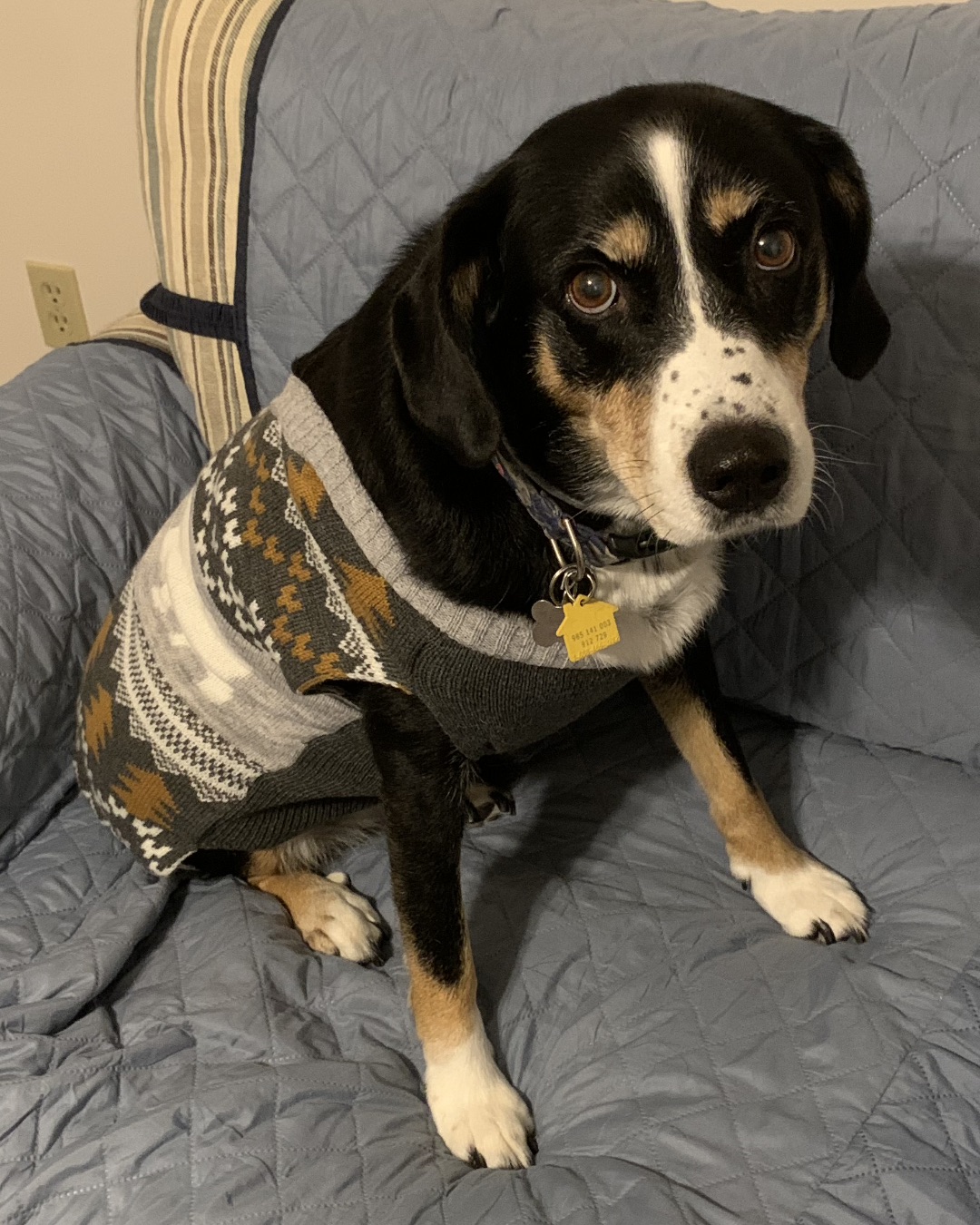 Pippi the Beagle Mix. Dog, Hound, Couch, Furniture