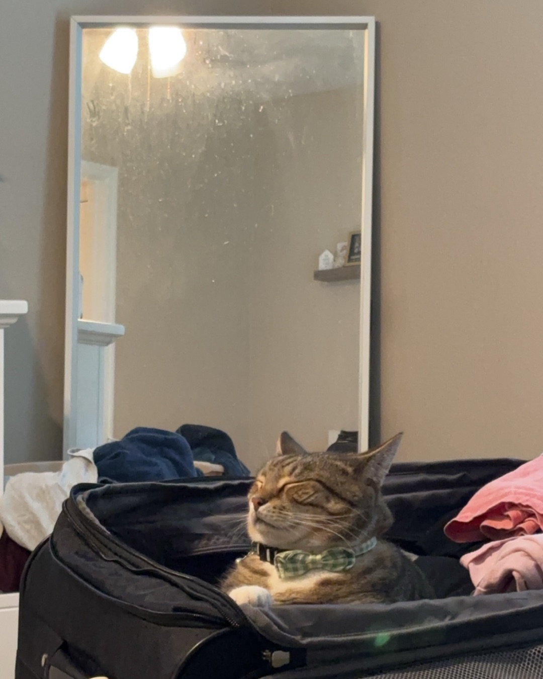 Jasper. Cat, Indoors
