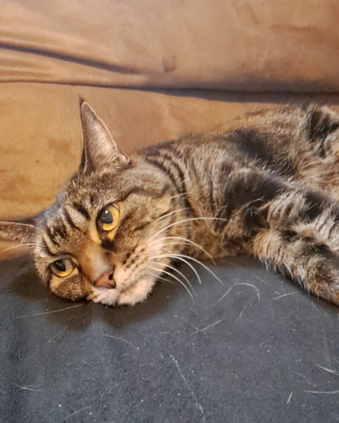 Nessa💗✨ the Domestic short hair tabby (we think). Cat, Abyssinian, Kitten