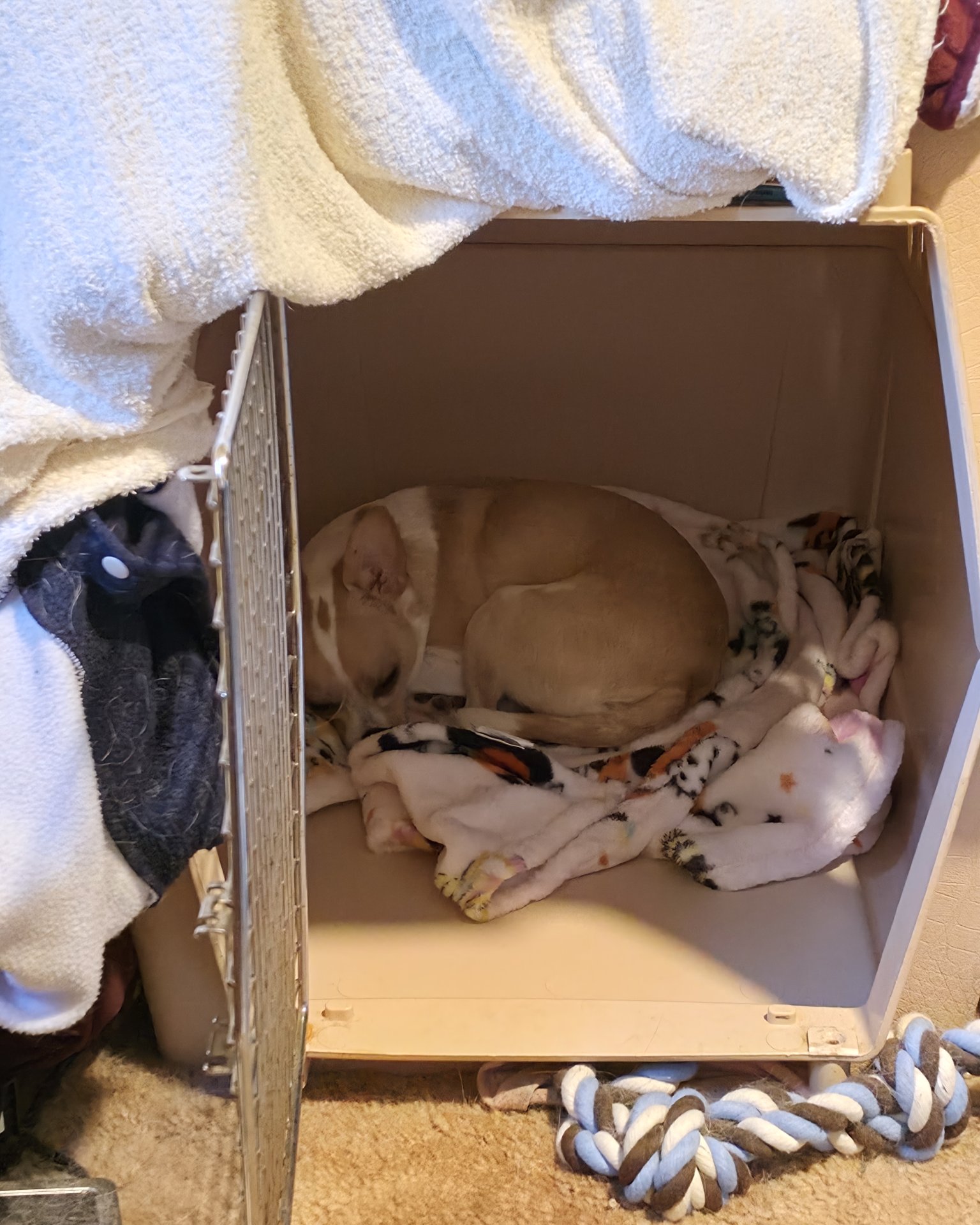 Zeus the Chihuahua. Box, Dog, Puppy