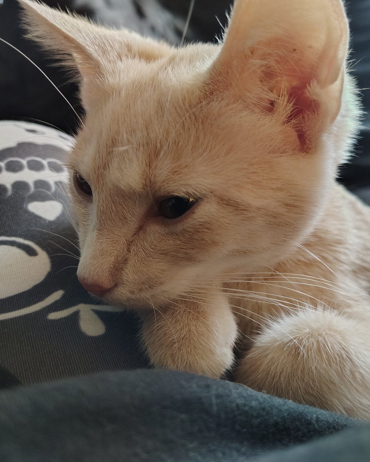 Aphrodite the orange kitty. Cat, Kitten, Abyssinian