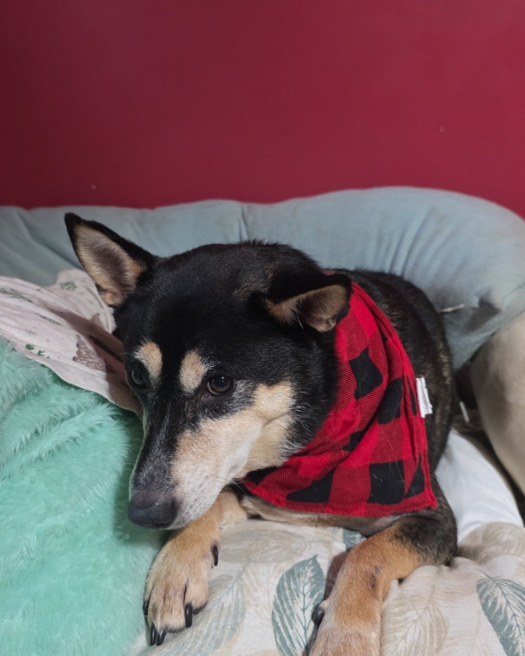 Olive the Shiba/Heeler. Dog, Couch, Furniture, Cushion, Home Decor, Puppy