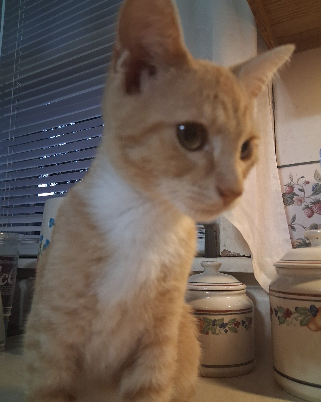 Shawn the orange tabby. Cat, Jar, Abyssinian