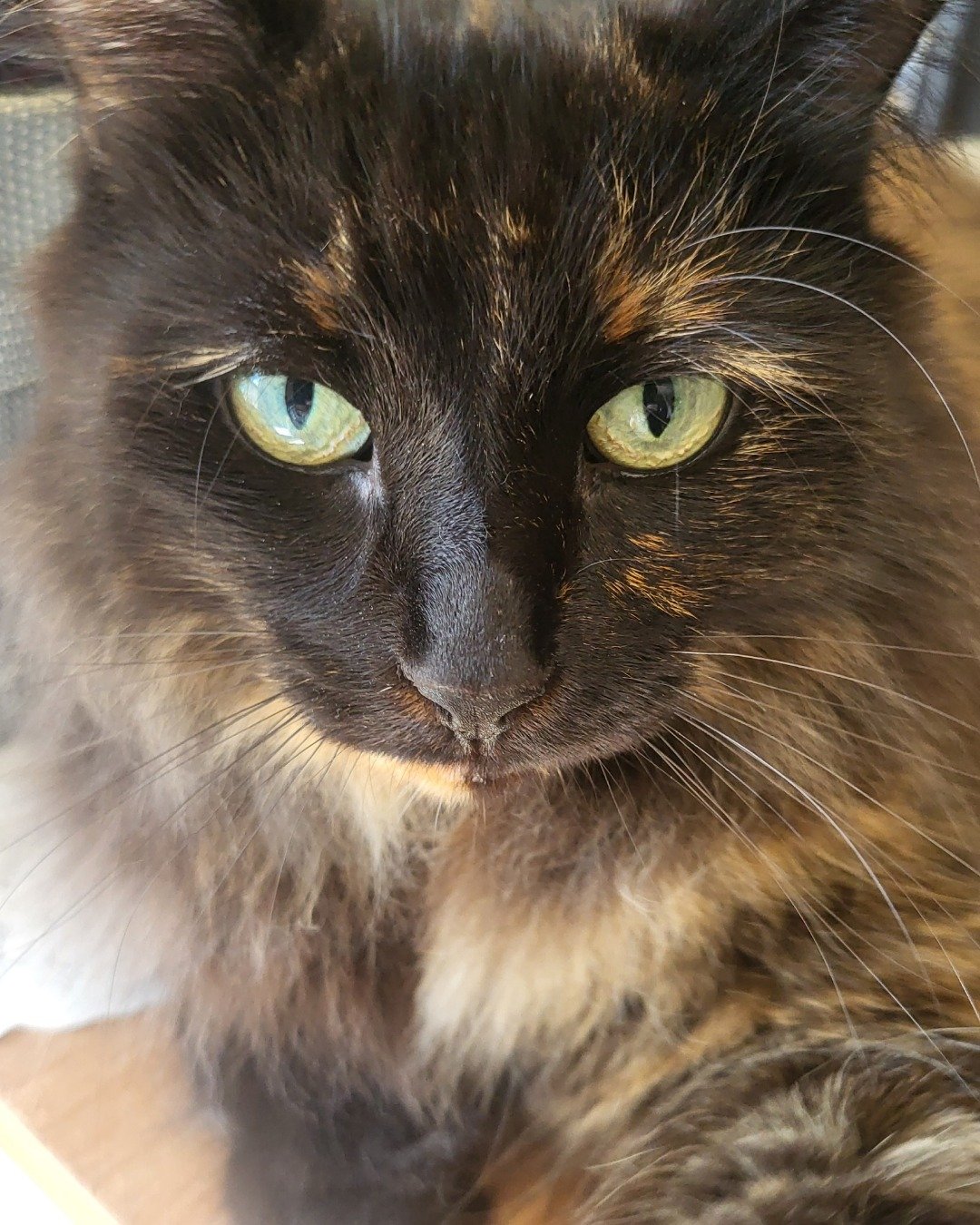 Minnie. Cat, Manx