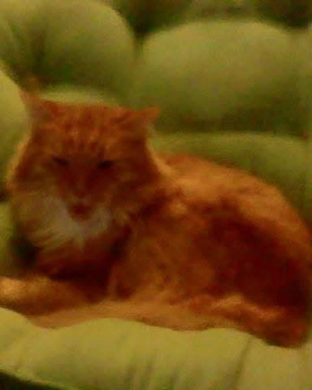 Baby. Couch, Furniture, Cat