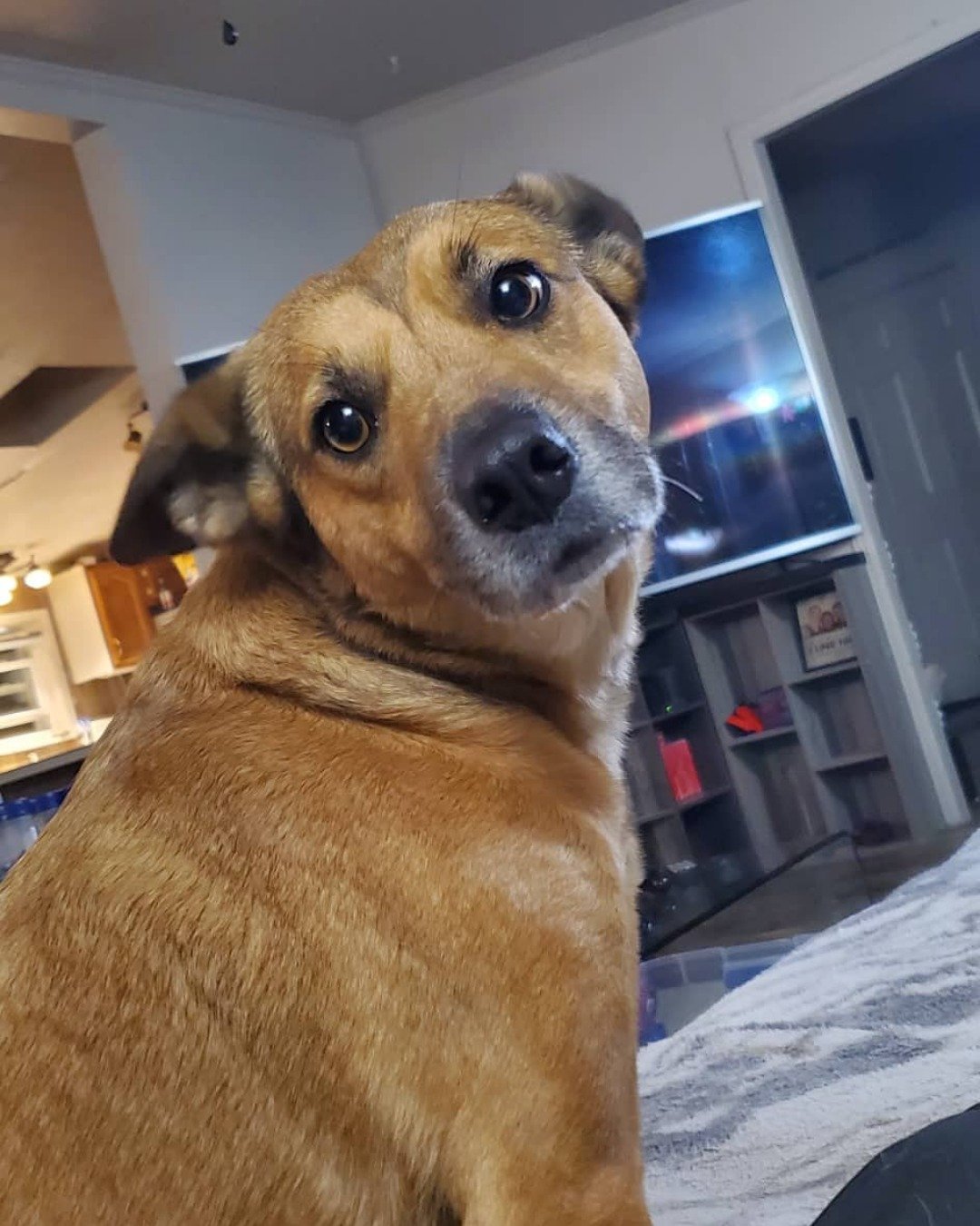 Bulma the mixed breed. Indoors, Interior Design, Computer Hardware, Electronics, Hardware, Monitor