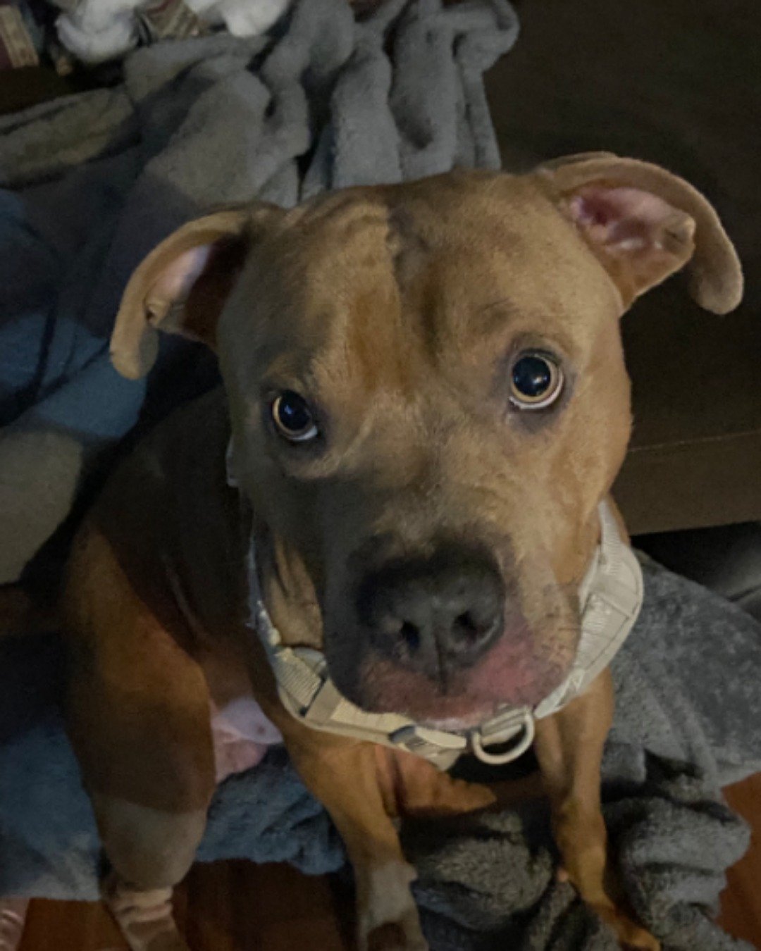kujo the xl bully and American pit. Snout, Dog, Puppy, Bulldog, Boxer, Pitbull