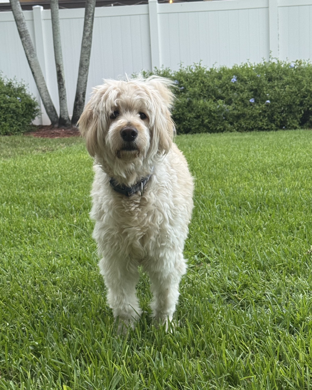 Bria the Goldendoodle — Grass, Plant, Lawn, Backyard, Nature, Outdoors
