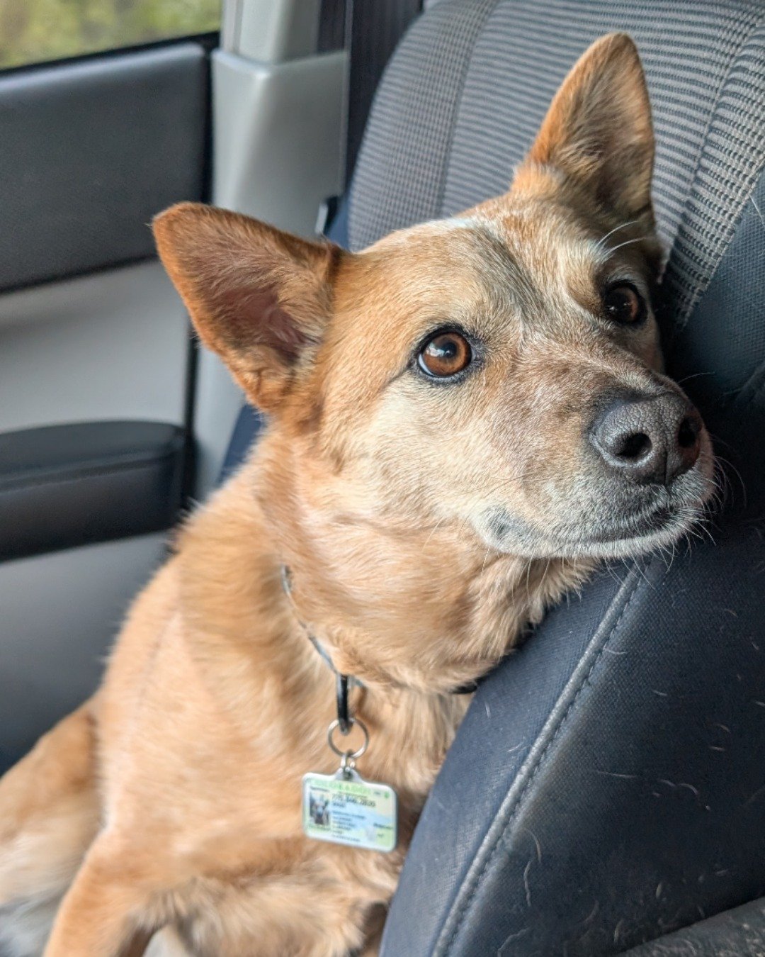 Sage the Australian Cattle Dog — Cushion, Home Decor, Dog, Accessories, Husky