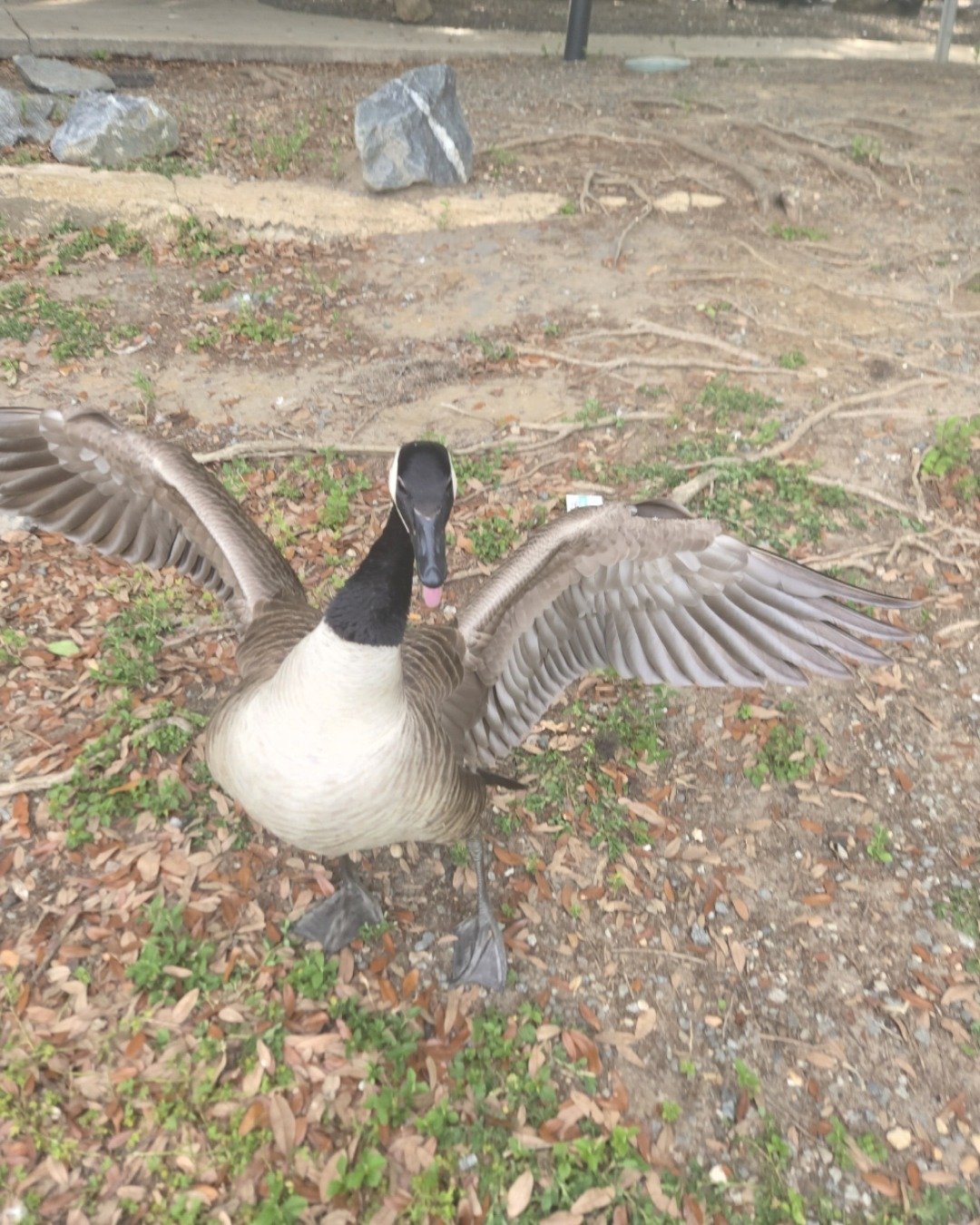 Mysterious Goose the Canada Goose. Bird, Goose, Waterfowl, Beak, Rock