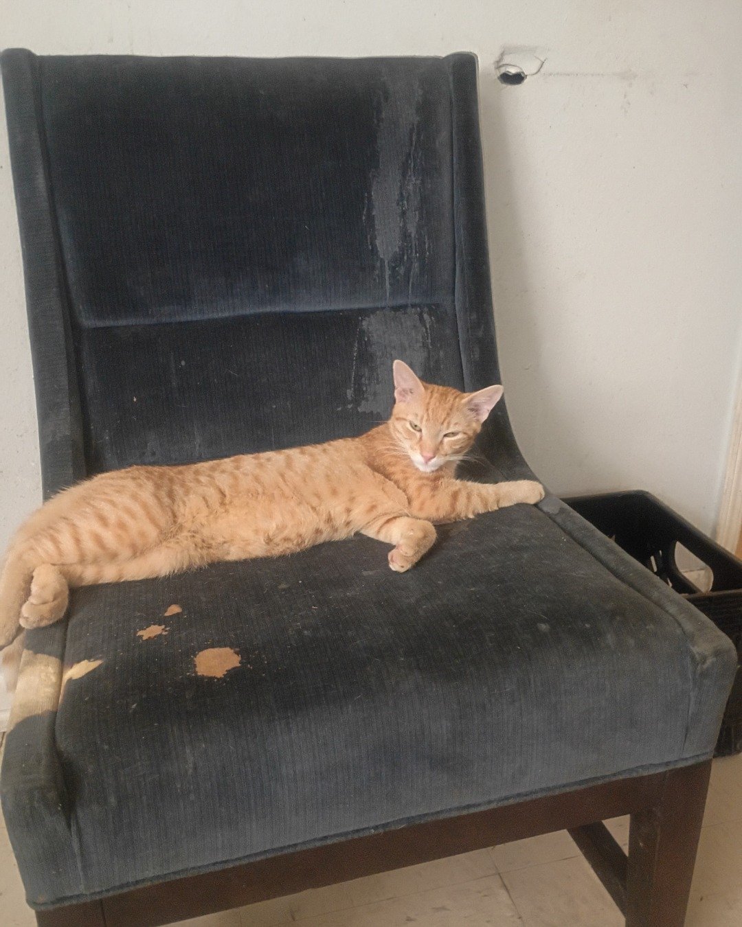 Goldie & Cleo 🐱😽. Furniture, Cat