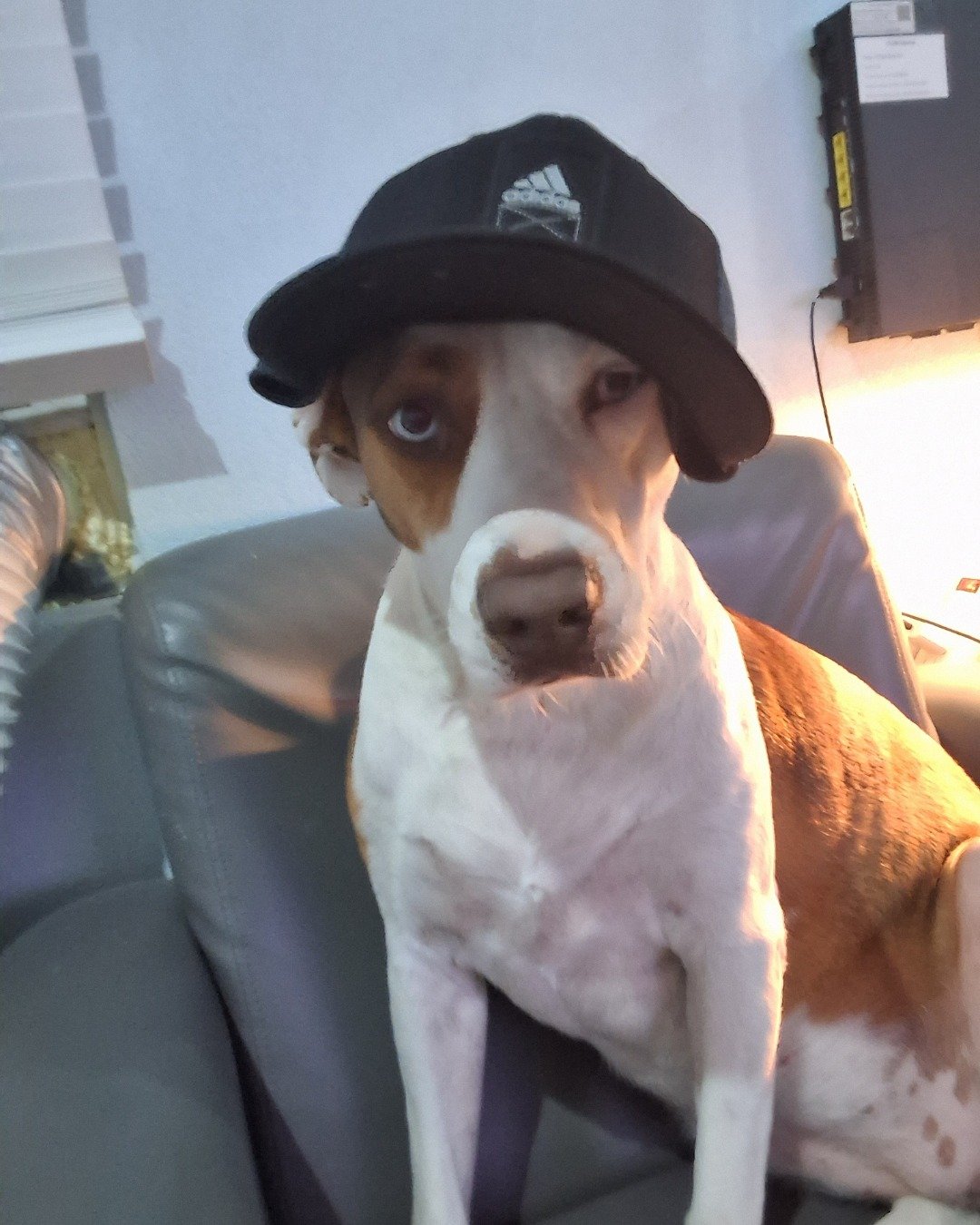 Daisy the Australian shepherd pit bull mix. Clothing, Hat, Baseball Cap, Cap, Person, Dog
