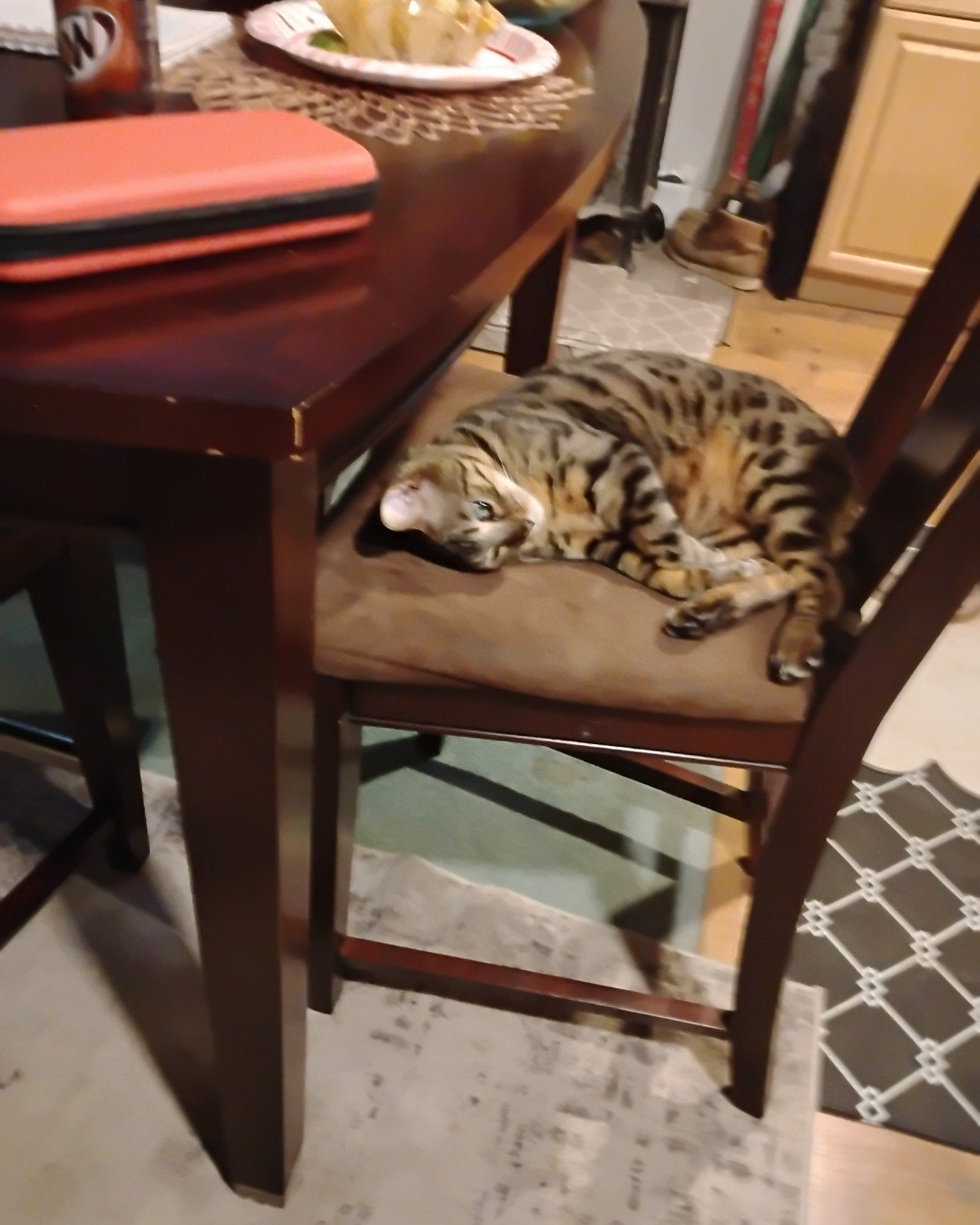 Chester. Dining Table, Furniture, Table, Wood, Chair, Cat