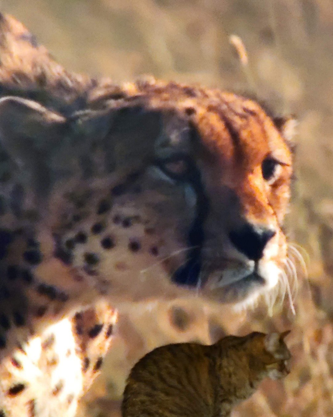 Lucy the tabby. Cheetah, Cat