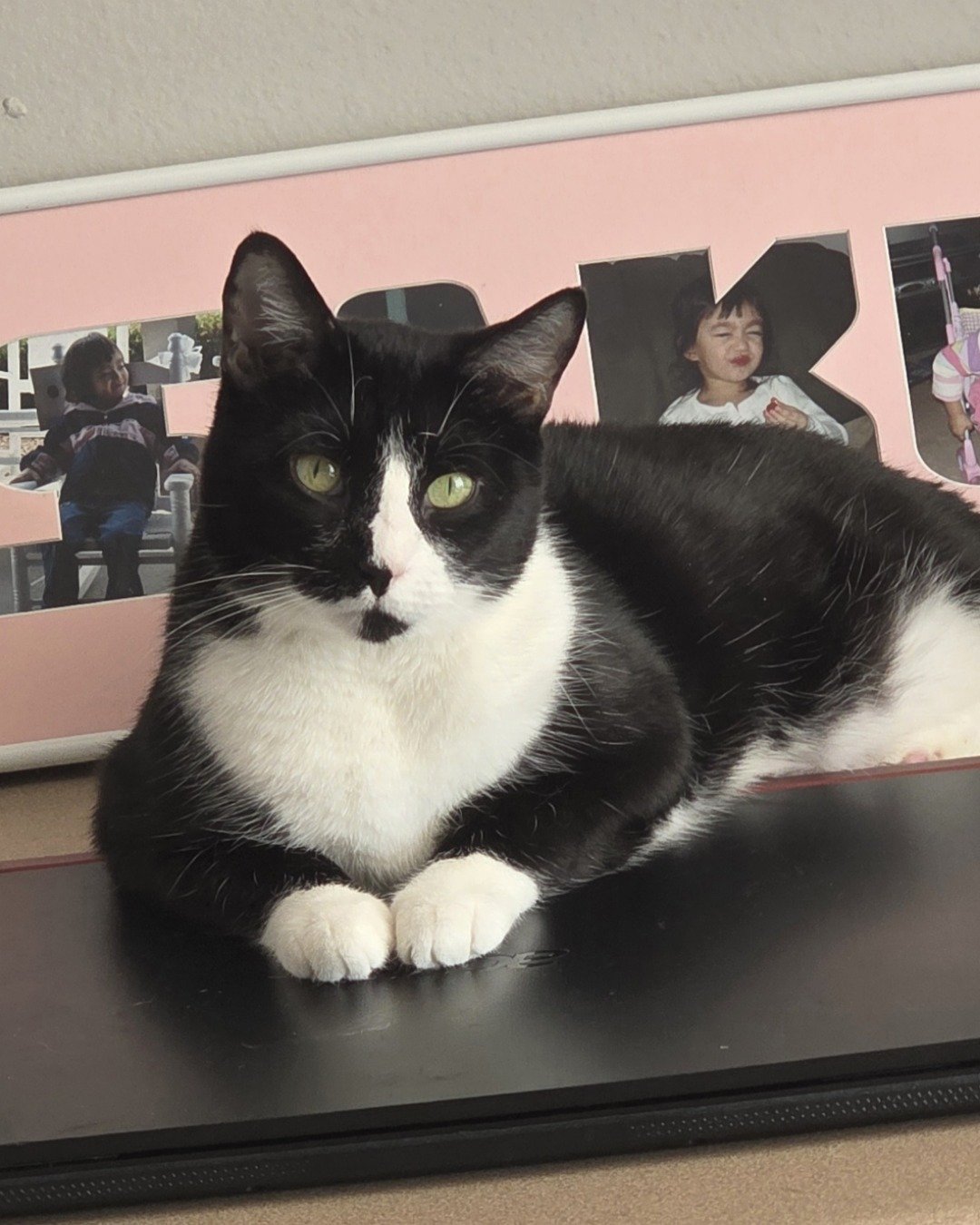 Lorelai the Tuxedo. Person, Photobombing, Cat, Furniture, Table, People