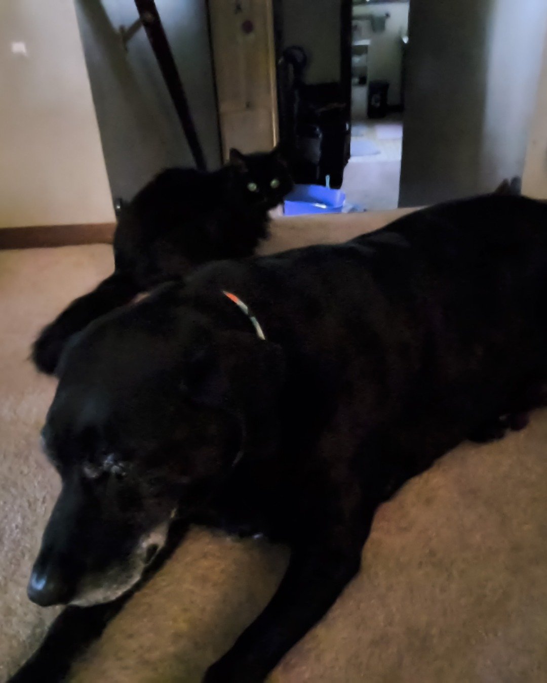pablo & kaiju the Labrador retrieve & a black cat. Dog, Labrador Retriever, Cat, Door