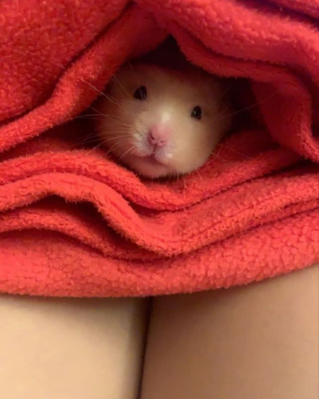 Alex the golden hamster. Blanket, Rat, Rodent