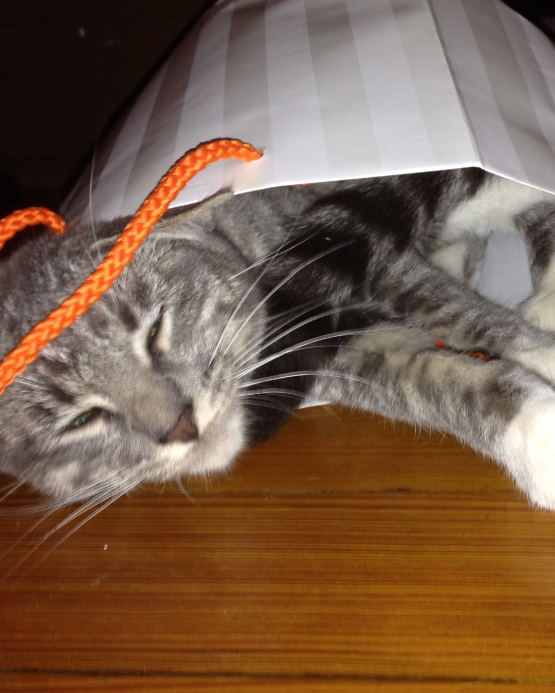 Betty the American Tabby — Bag, Cat, Accessories, Strap
