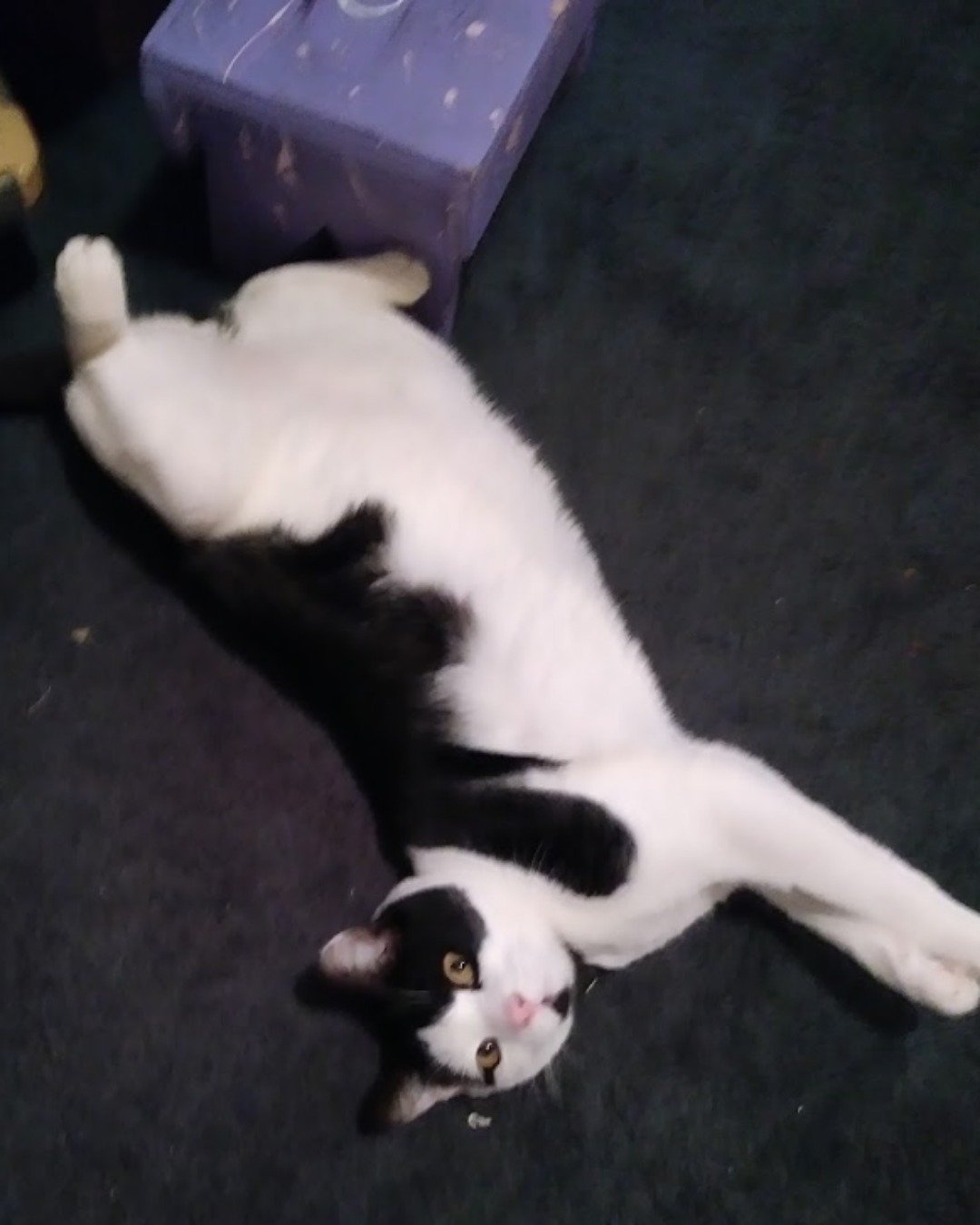 Zeke the Tuxedo. Cat, Kitten, Manx, Person, Sleeping
