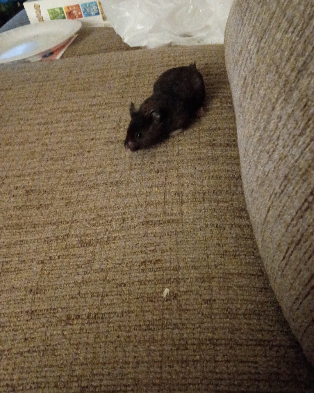 dean the black bear hamster. Rat, Rodent, Couch, Furniture, Plate