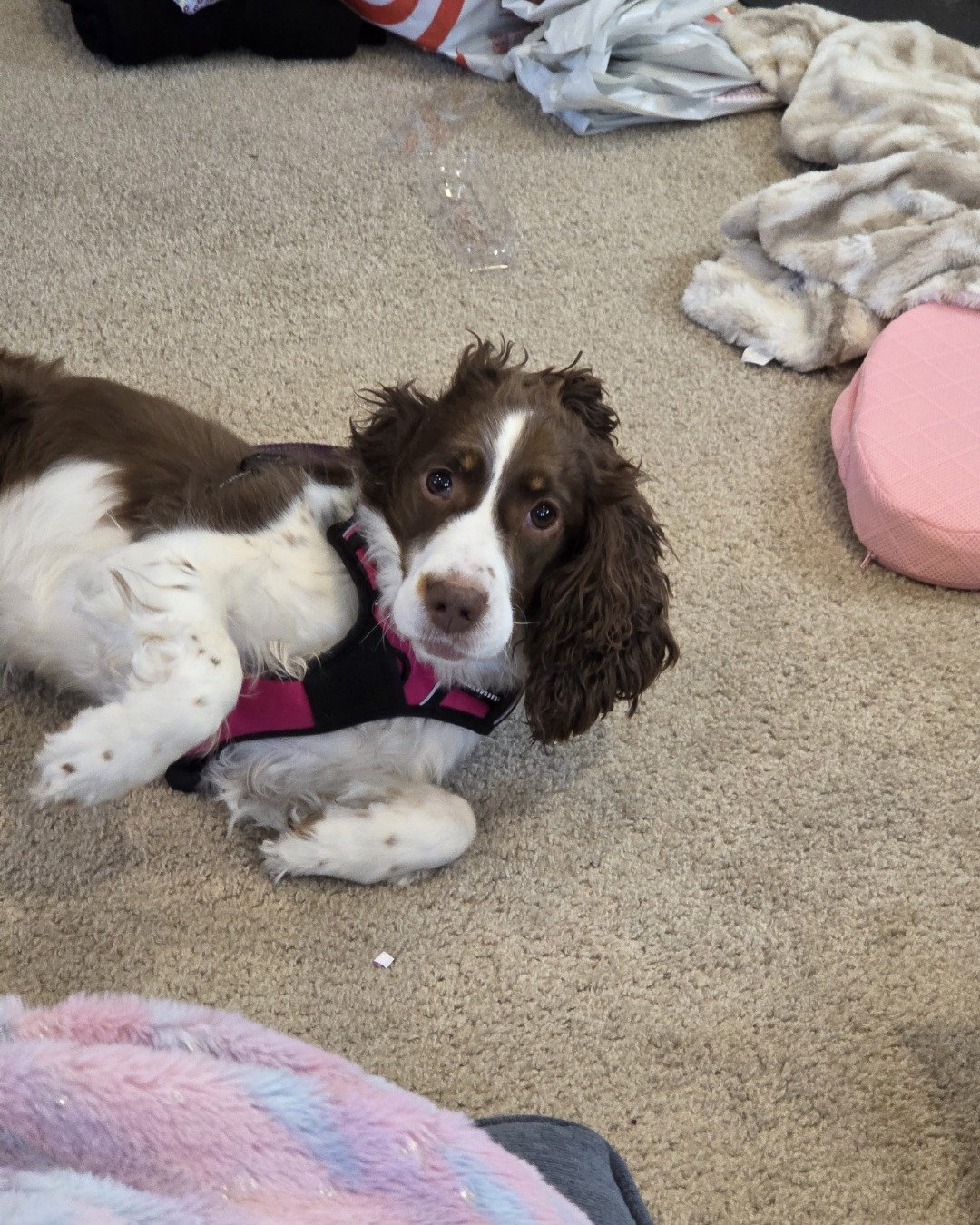 Sparky the English Springer Spaniel. Dog, Puppy, Cocker Spaniel