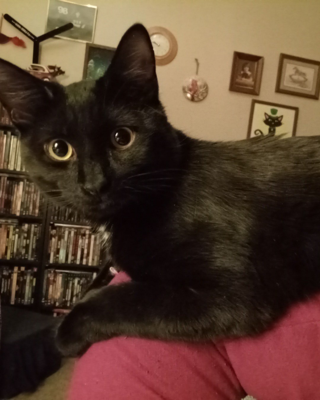 Danny. Furniture, Shelf, Cat, Architecture, Building, Indoors