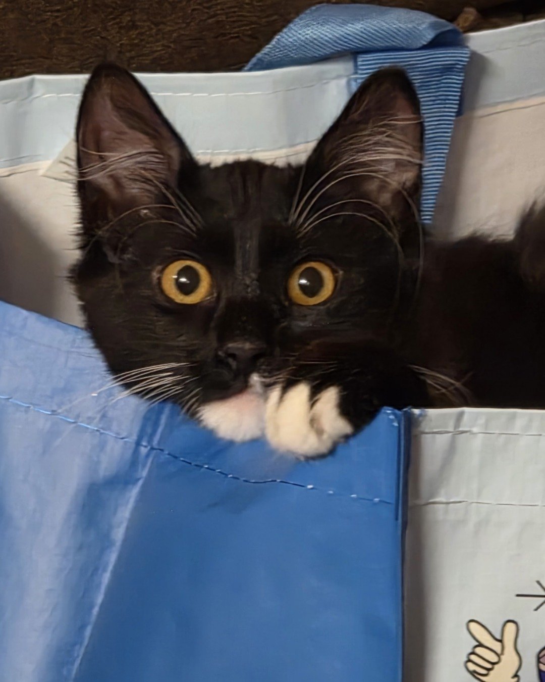 Andy. Bag, Cat, Black Cat