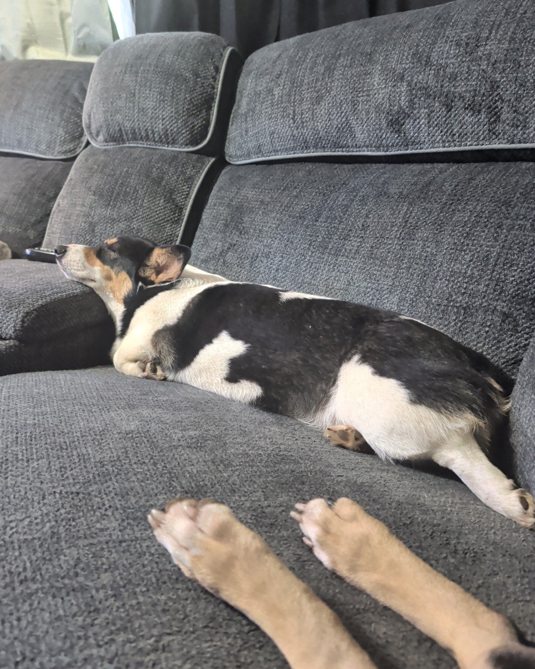 hazel the Paran Brook Corgi. Couch, Furniture, Dog, Puppy, Home Decor, Cushion