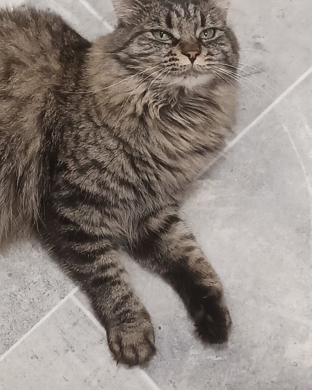 grudge the main coon and long hair mix. Cat, Manx, Kitten