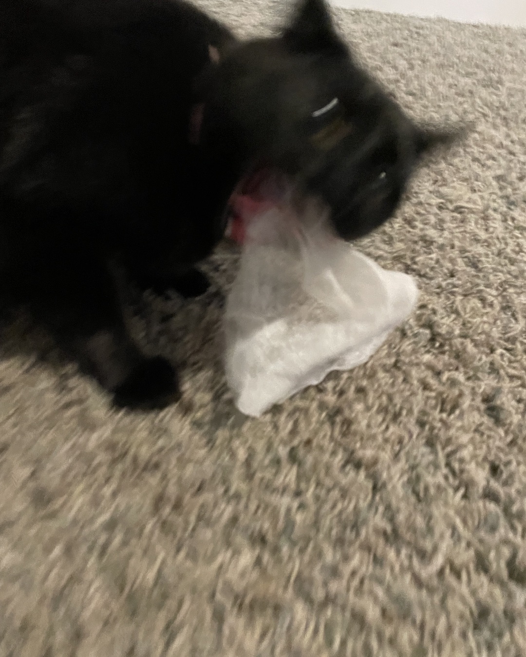 Beans the Found In Tree. Plastic, Bag, Plastic Bag, Cat