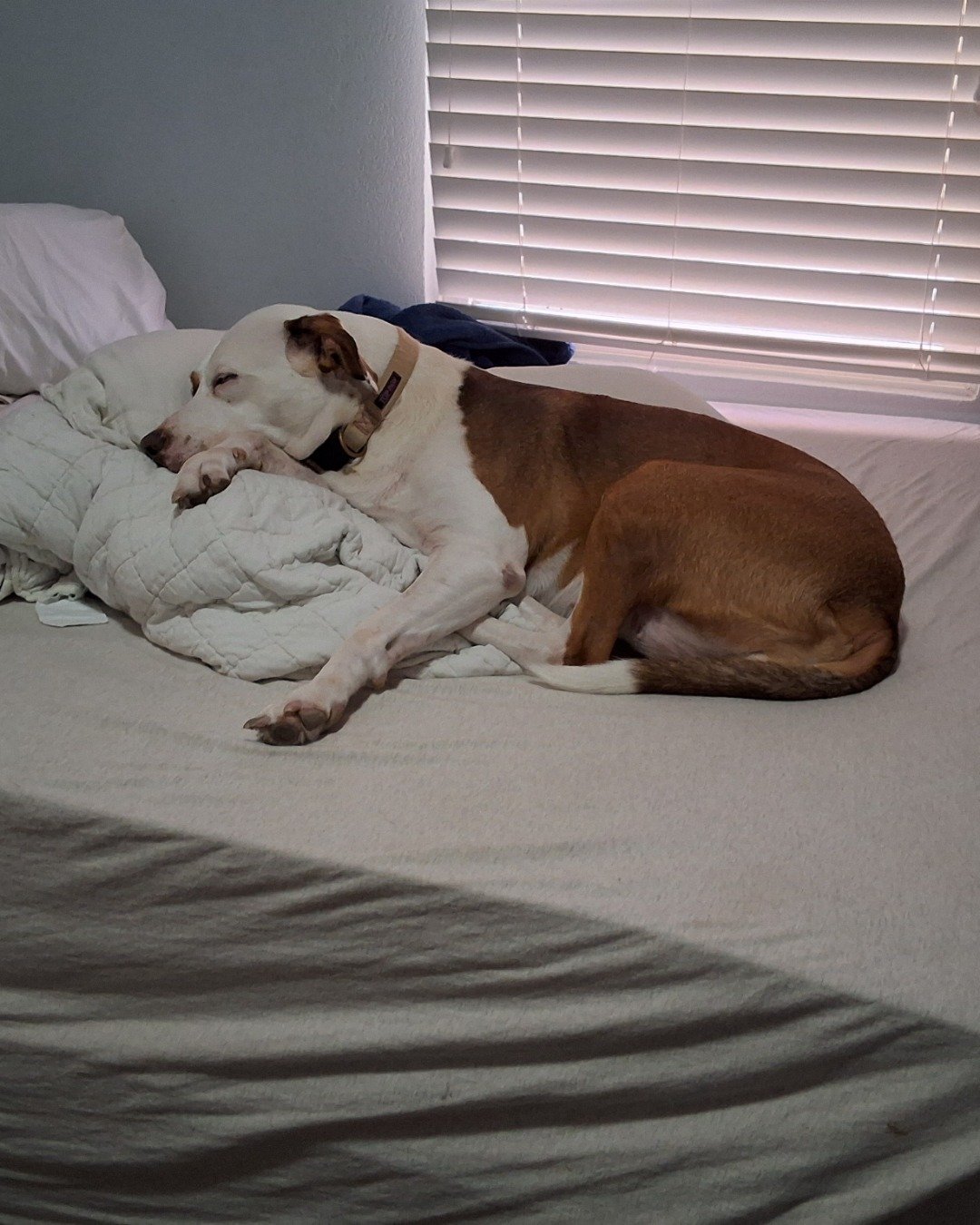 Daisy the Australian shepherd pit bull mix. Blanket, Dog, Home Decor, Hound