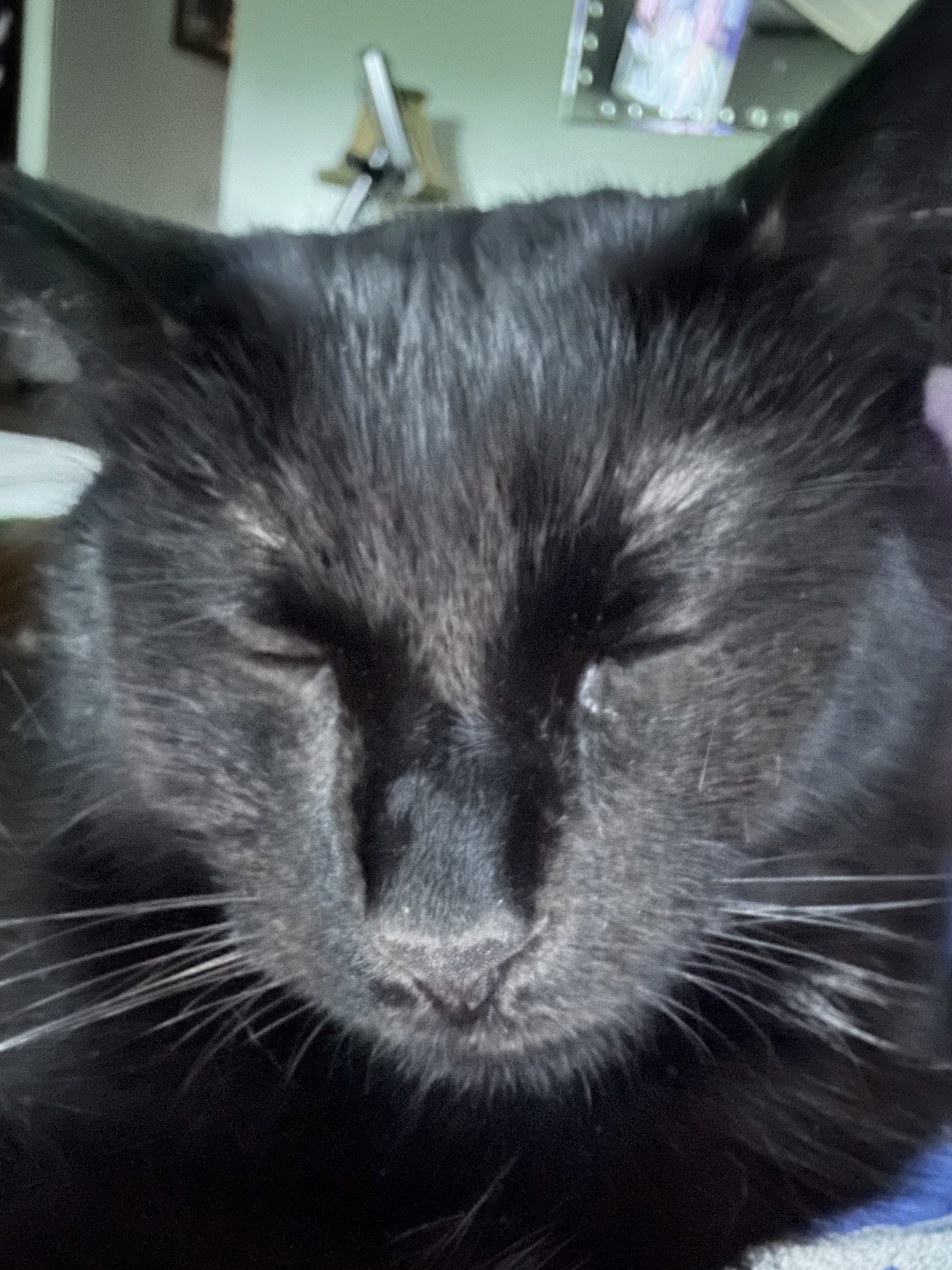 Moonlight the Black Cat. Cat, Black Cat