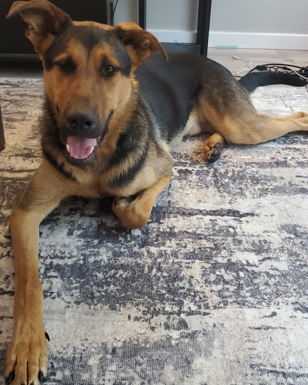 ranger the Doberman mashtive and German shepherd. Dog, German Shepherd, Puppy