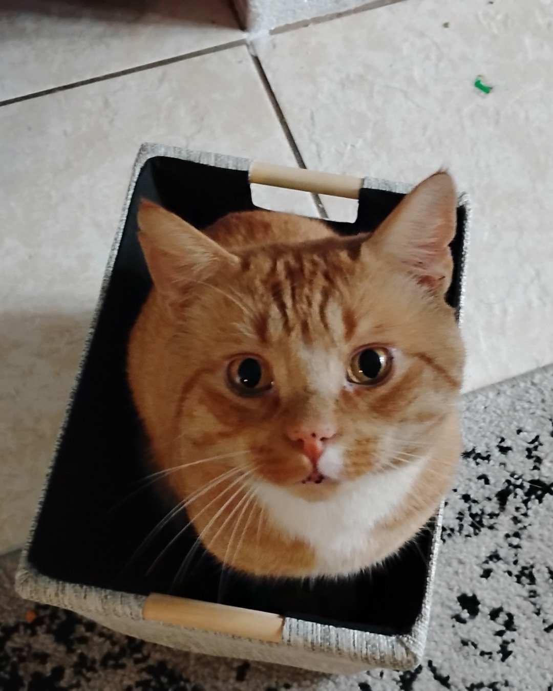 caramel the orange cat. Cat, Basket