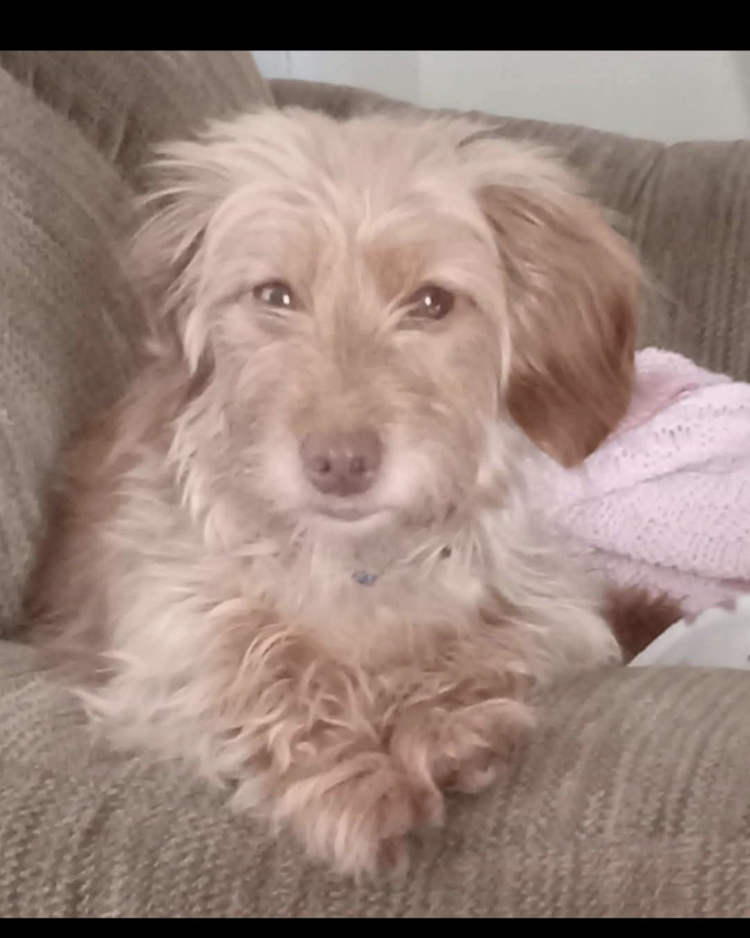 Layla the Doxie/Yorkie. Dog, Puppy, Cushion, Home Decor