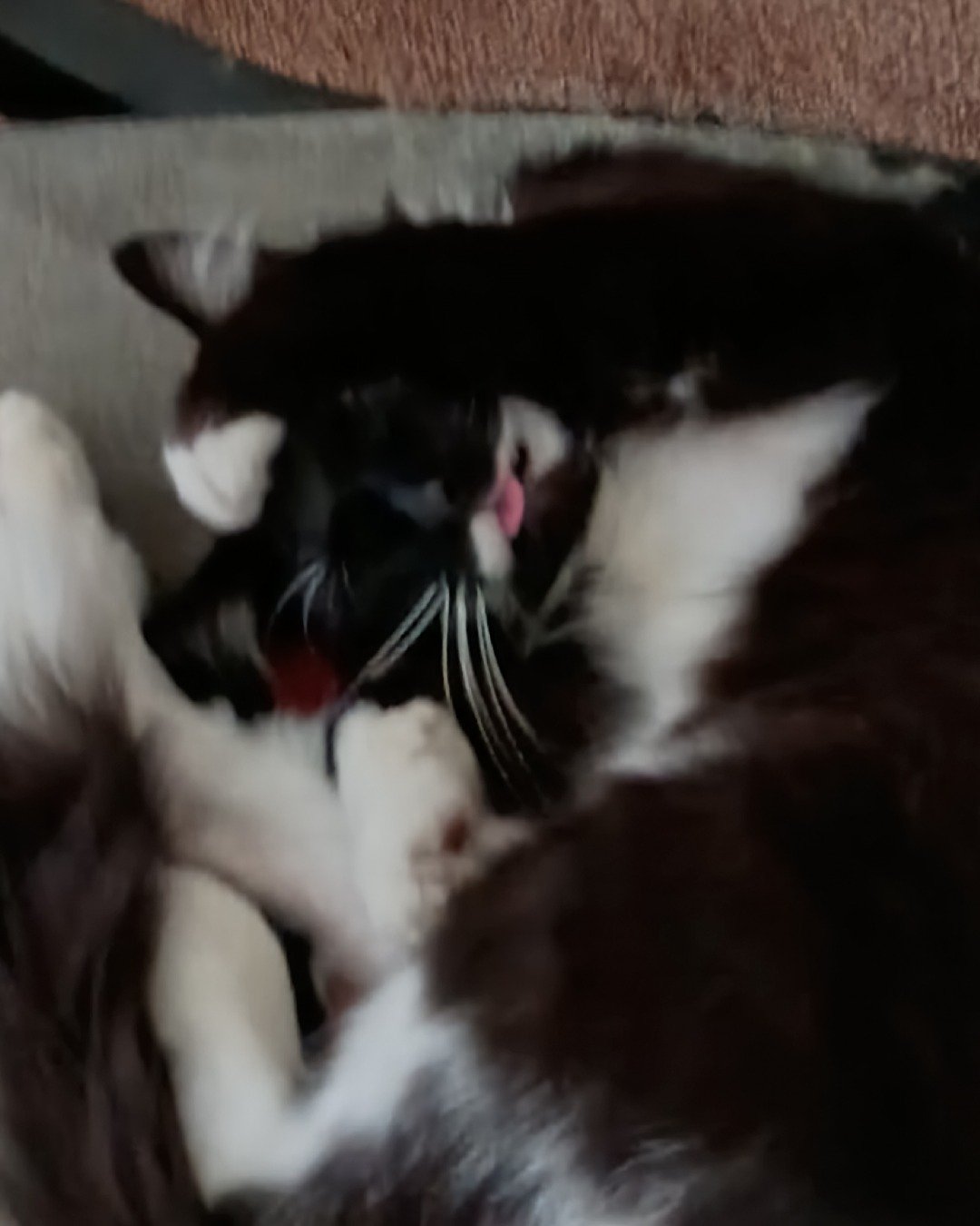 Scream the Tuxedo. Cat, Kitten