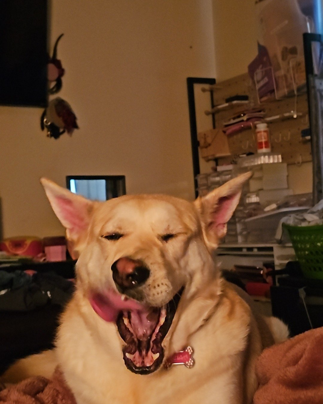 Bella the Labsky. Dog, Architecture, Building, Furniture, Indoors, Living Room