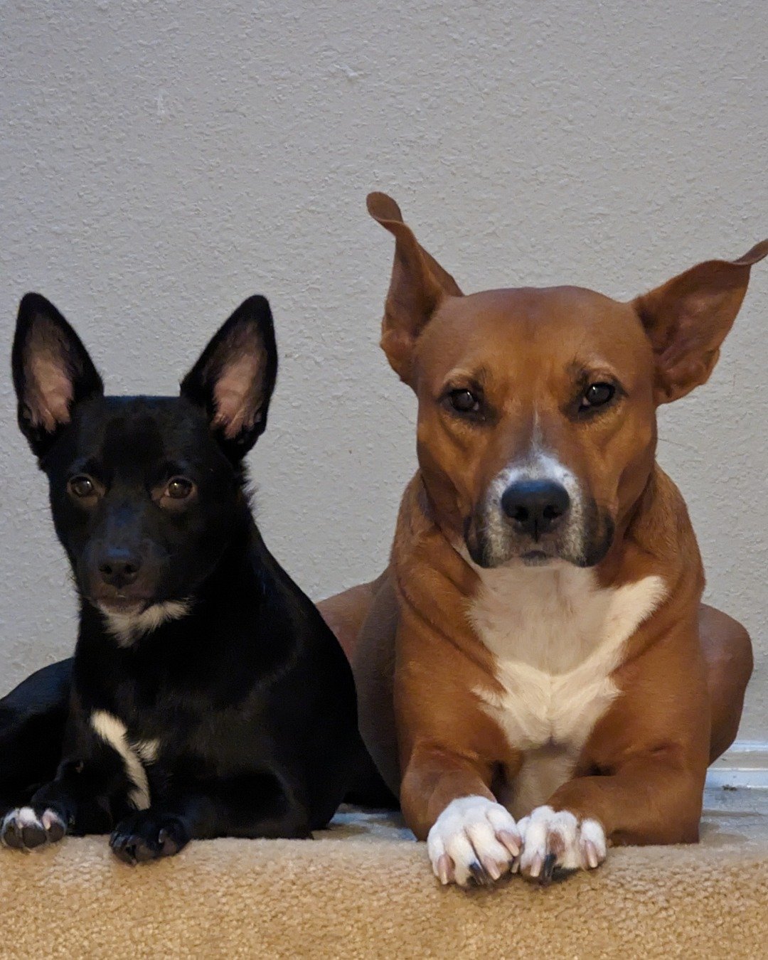 Hallie & Gwen the pitbull mix. Dog, Puppy, Hound, Bulldog