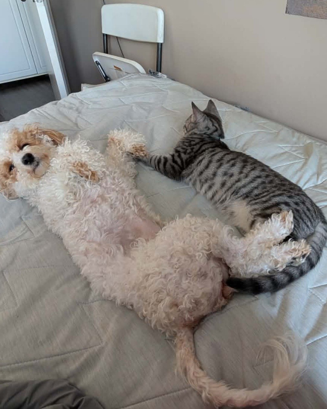 Kira the Tabby. Cat, Dog