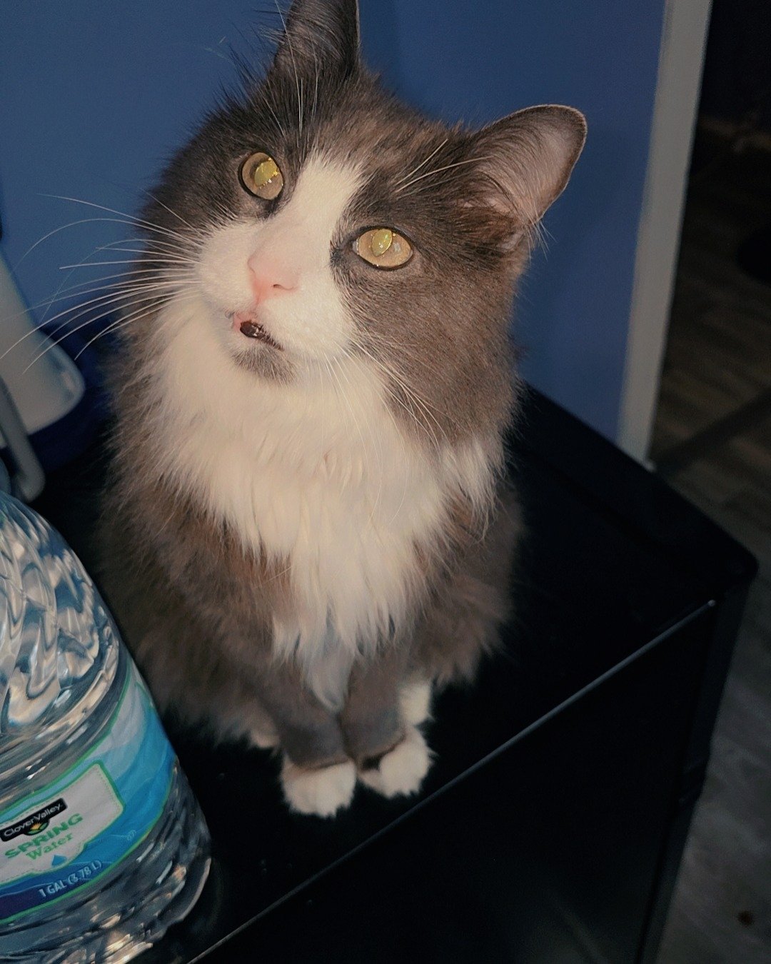 Gollum the Siamese mix. Cat, Can, Tin, Furniture