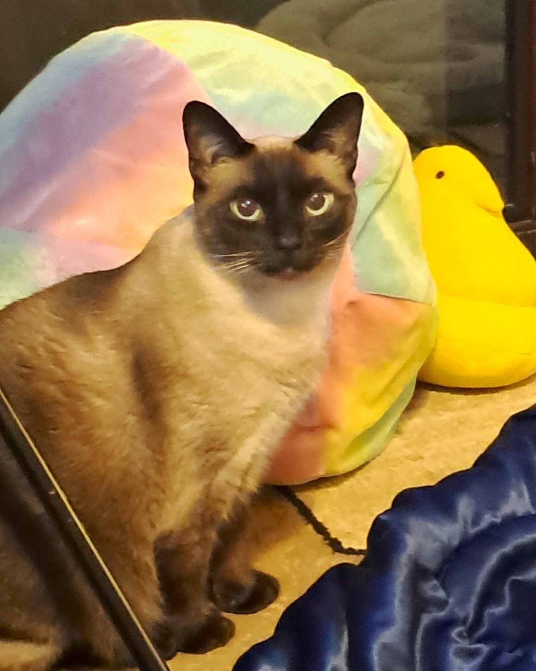 Luna🌙💫 (twin of Stella) the Siamese. Cat, Siamese